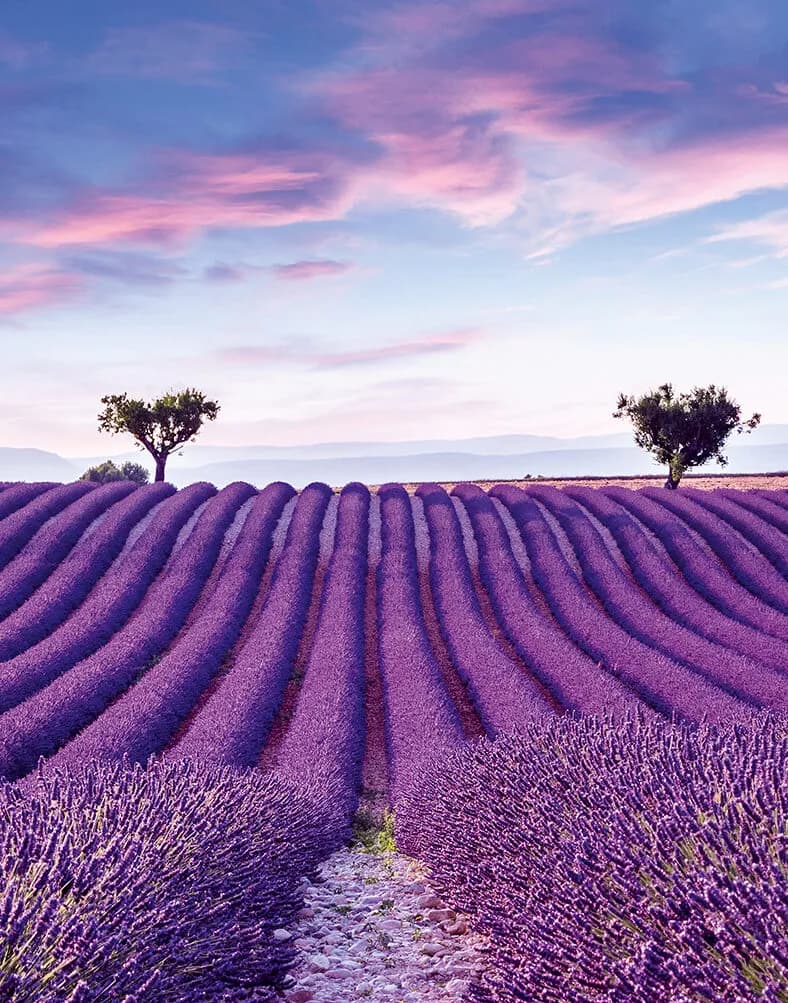 Gloockler Pompoos Provence